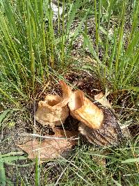 Morchella populiphila image