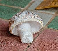 Amanita vernicoccora image