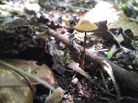 Conocybe rugosa image