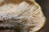 Neolentinus lepideus image