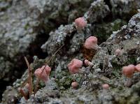 Dibaeis baeomyces image
