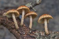 Heliocybe sulcata image