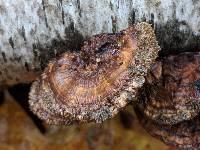 Daedaleopsis confragosa image