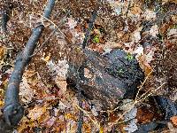 Trametes hirsuta image