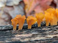 Dacryopinax spathularia image
