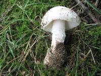 Amanita pseudovolvata image