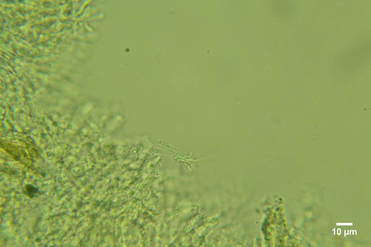 Hyphodontia curvispora image