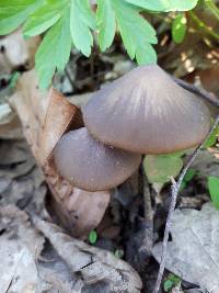 Entoloma hirtipes image