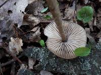 Entoloma hirtipes image