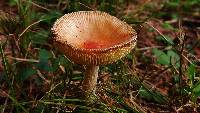 Amanita parcivolvata image