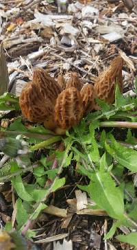 Morchella importuna image