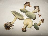 Clitocybe odora image