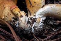 Tylopilus leucomycelinus image