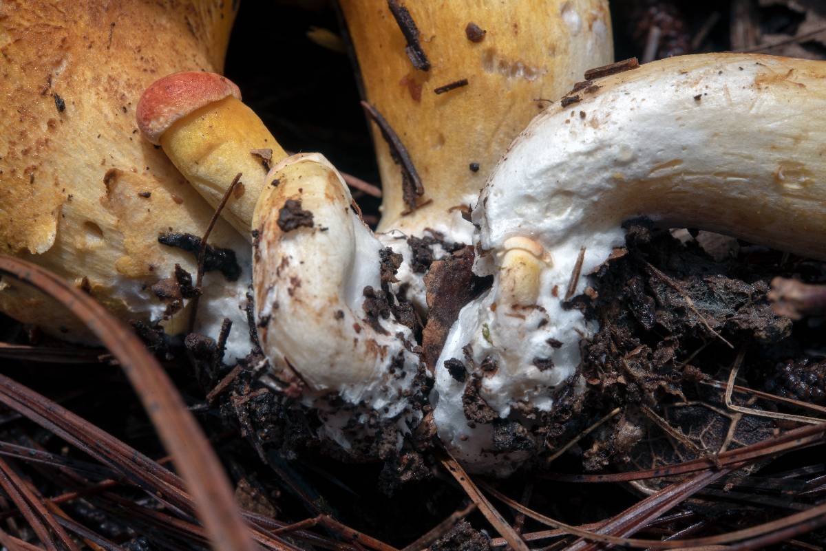 Tylopilus leucomycelinus image