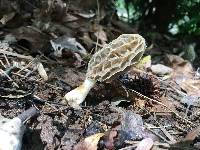 Morchella sceptriformis image