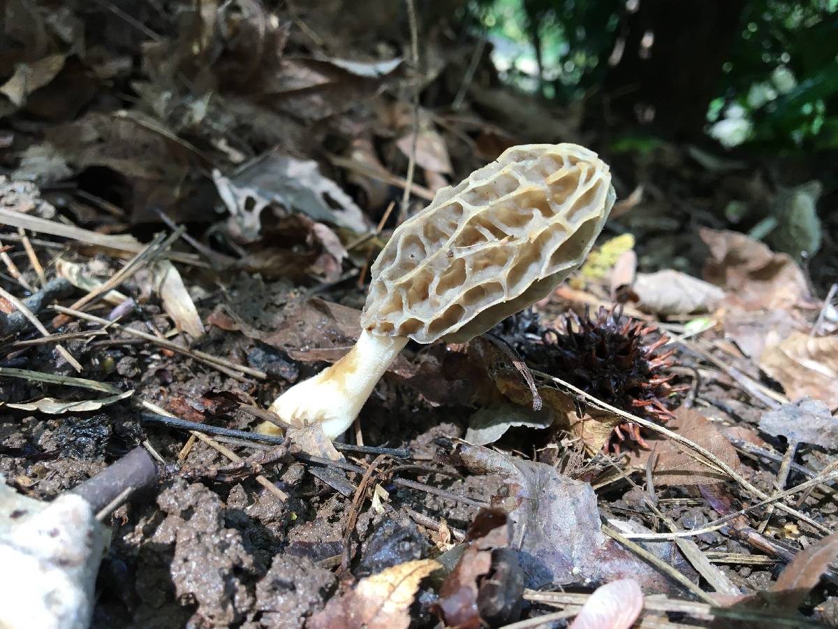 Morchella sceptriformis image