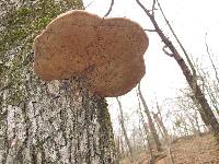 Phellinus everhartii image