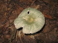 Russula parvovirescens image