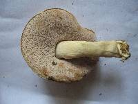 Tylopilus indecisus image