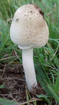 Macrolepiota zeyheri image