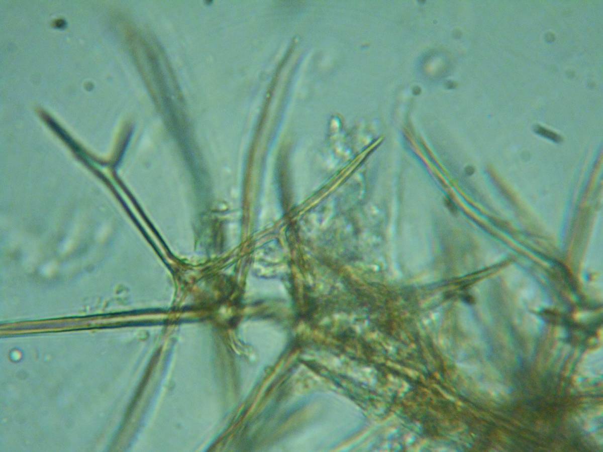 Dichostereum pallescens image