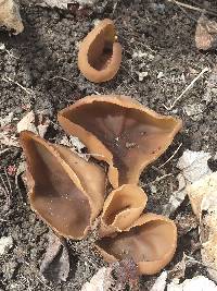 Peziza repanda image