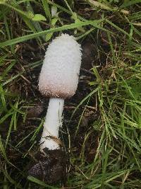 Coprinus vosoustii image