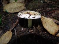 Russula cremoricolor image