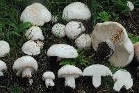 Clitocybe brunneocephala image