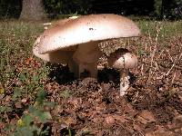 Amanita spreta image