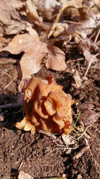 Gyromitra korfii image