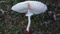 Macrolepiota zeyheri image