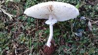 Macrolepiota zeyheri image