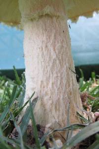 Amanita praeclara image