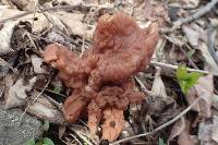 Gyromitra brunnea image