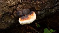 Fomitopsis mounceae image