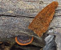 Gloeophyllum sepiarium image