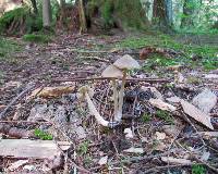 Entoloma strictius image