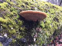 Fomitopsis mounceae image