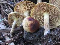 Pholiota spumosa image