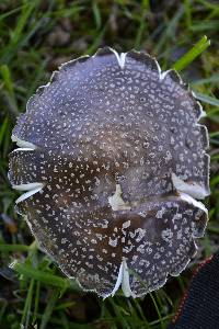 Amanita excelsa image