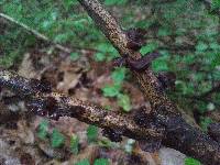 Auricularia angiospermarum image