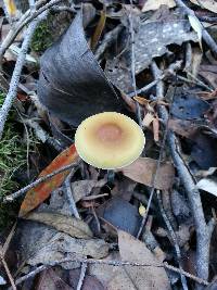 Psilocybe subaeruginosa image