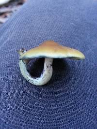 Psilocybe subaeruginosa image