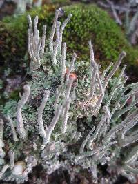 Cladonia ochrochlora image