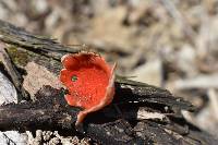 Sarcoscypha dudleyi image