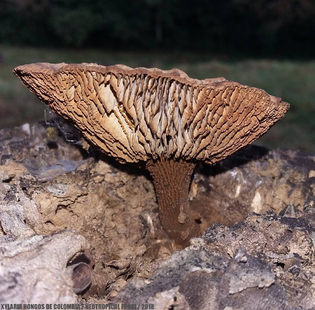 Stiptophyllum erubescens image