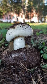 Battarrea phalloides image