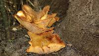 Omphalotus olearius image