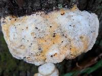 Tyromyces chioneus image
